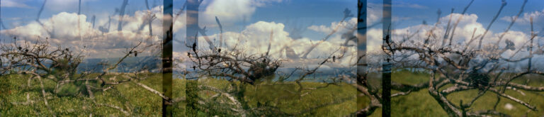 "My Piedra y Sombra series is double exposure film photographs taken in color. This was taken in New Paltz, NY before I moved to the area, as I started intentionally making double exposures to recreated large undisturbed panoramas that depict new chronologies. These are apple trees, as are commonly seen in farms in the Ulster County, area."- Melanie Gonzalez