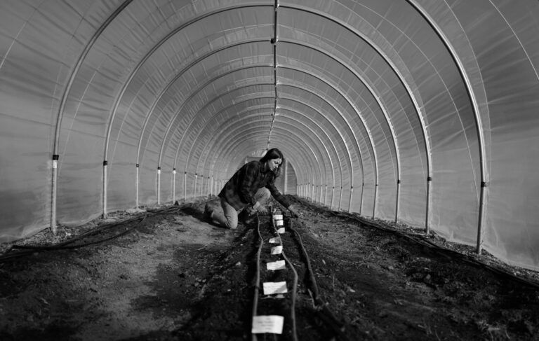 A female farmer kneeling in the dirt to plant a line of tulips in a greenhouse.