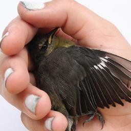 "The image shows a small bird held gently in a hand with painted nails, its wing extended to reveal black and white feather patterns."-Krisia Ayala