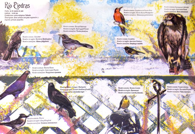 "This risograph print showcases various bird species found in Río Piedras, San Juan, Puerto Rico. The composition places the birds against a vibrant backdrop of yellow oak trees and blue sky, with a distinctive chain-link fence pattern typical of Puerto Rican backyards." - Krisia Ayala