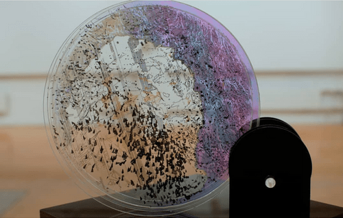 "Interactive sculptural piece that combines three distinct data visualizations in transparent layers: bird migration patterns, human migration routes, and coastal topography."- Krisia Ayala